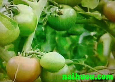 Hướng dẫn kỹ thuật trồng cà chua ghép trái vụ